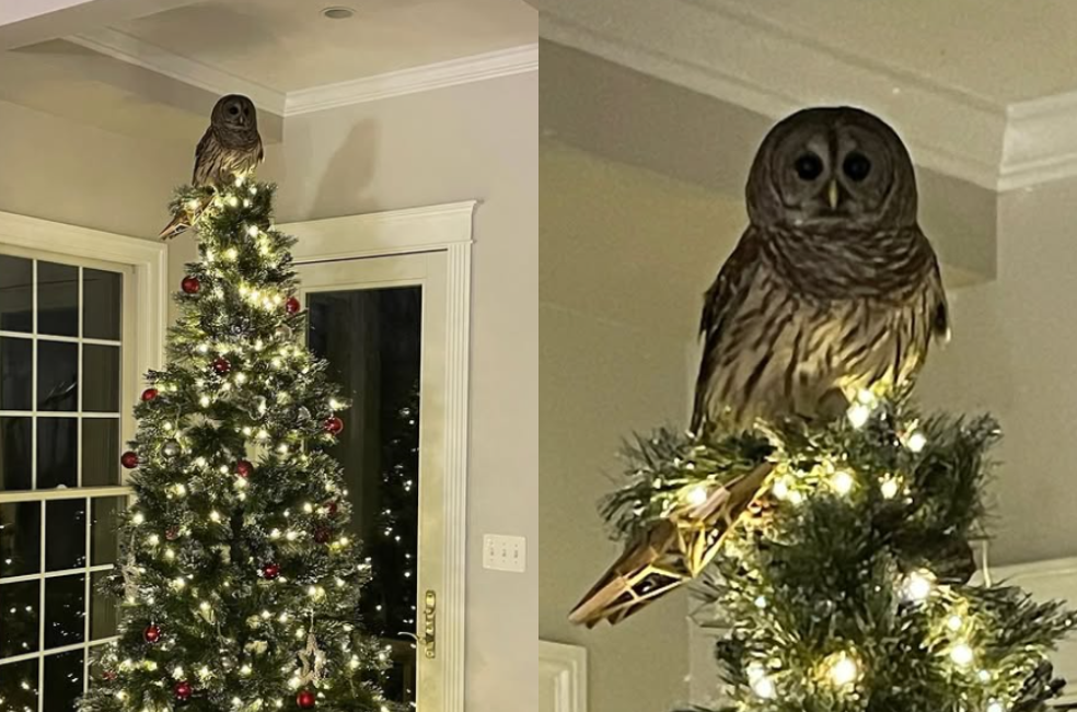 Un visitante inesperado: un búho se posa en la punta de un árbol de Navidad