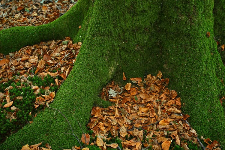 ¿Cuáles son las plantas no vasculares?