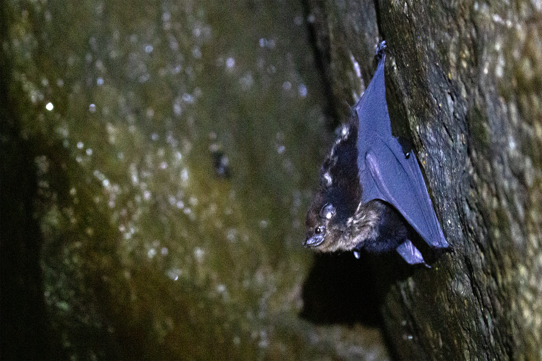 Murciélago Narizón (Rhynchonycteris naso) 
Pequeño murciélago pescador que roza la superficie del agua con sus patas para atrapar insectos. Su hocico alargado y manchas blancas en el lomo lo hacen inconfundible. Duerme en grupos verticales sobre troncos caídos en ríos y cuevas rocosas, perfectamente camuflado como liquen.