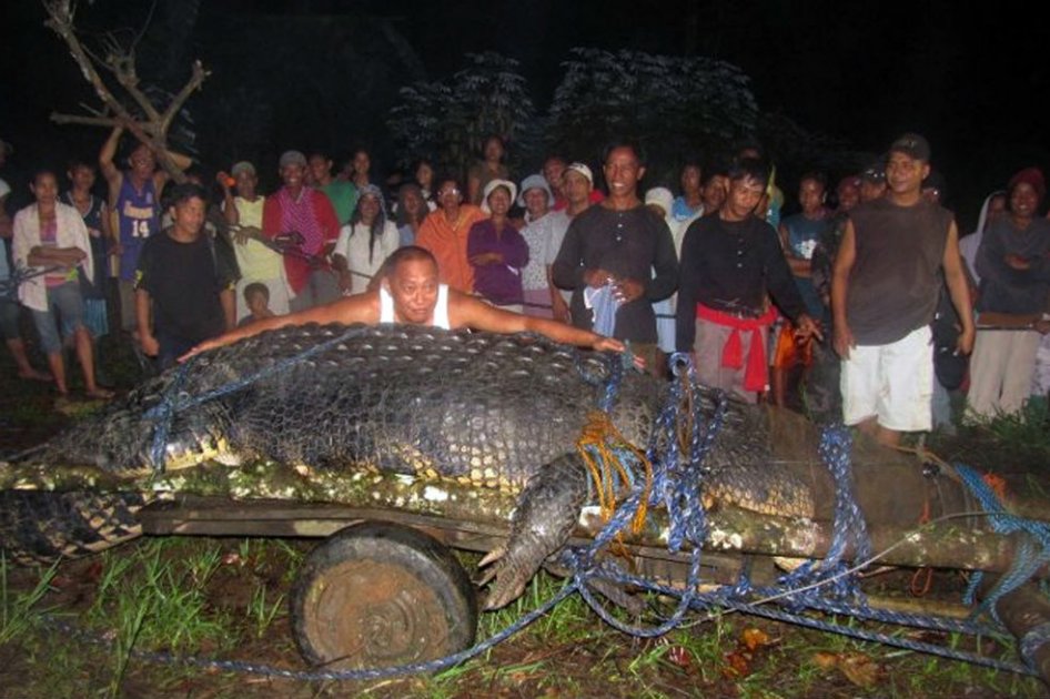 Murió el cocodrilo más grande del mundo