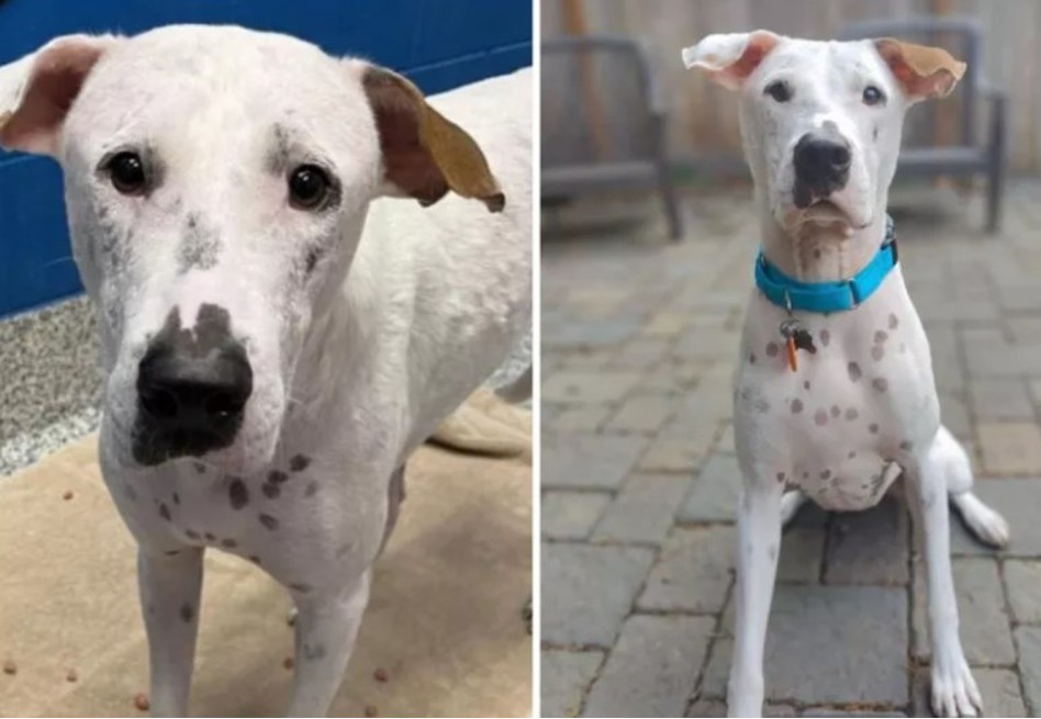 Perro fue abandonado por segunda vez y su dueño cortó todo tipo de comunicación
