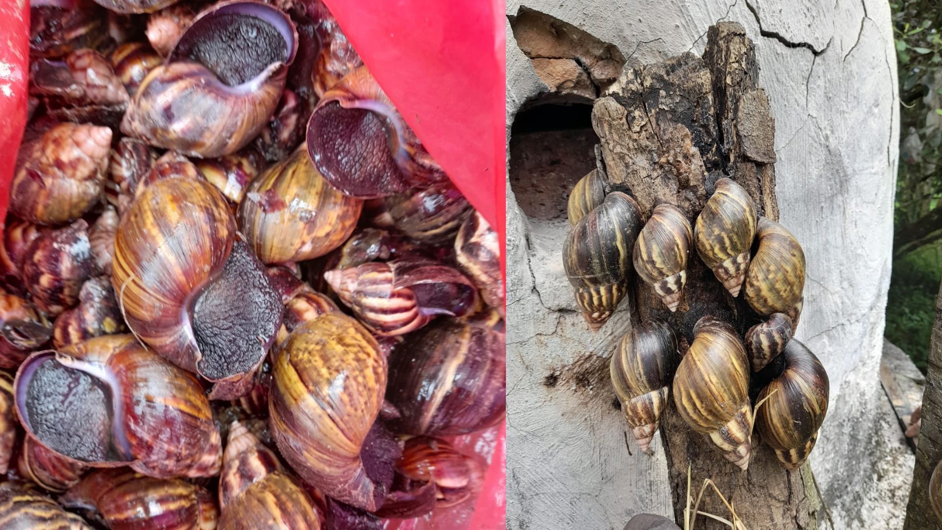 Avanza estrategia para controlar la proliferación del caracol gigante africano