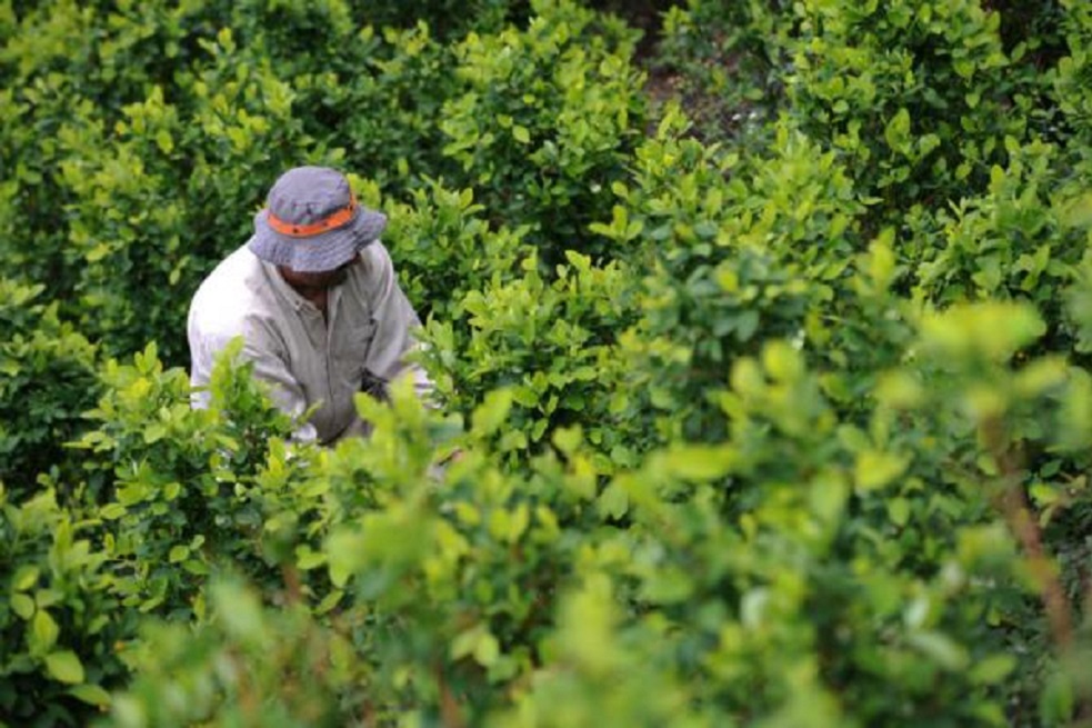Por dejar de cultivar coca campesinos recibirán 210 títulos de propiedad