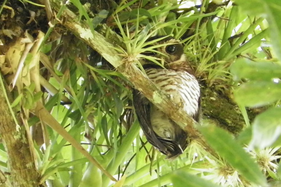 Registran nueva especie de búho en Boyacá