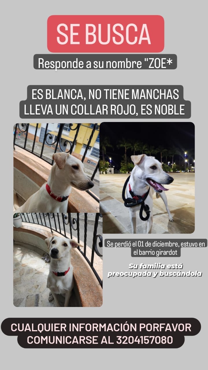 ¿Los ha visto? Perros, gatos y otros animales perdidos en Bucaramanga, Santander
