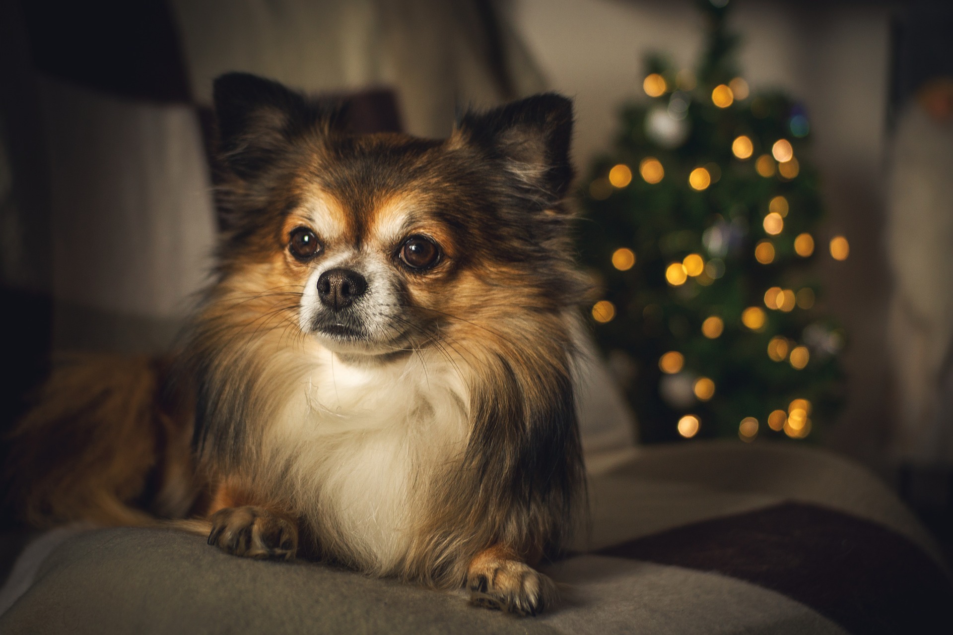 (VIDEO) Fuegos artificiales silenciosos para proteger a los animales en diciembre