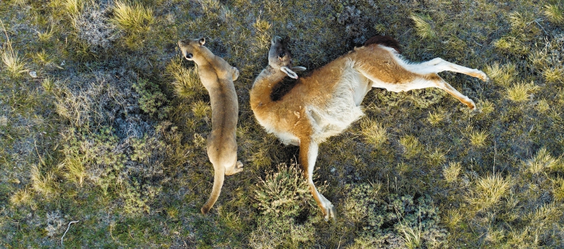 De la Patagonia a la Antártida: los animales como “nunca antes” los vimos