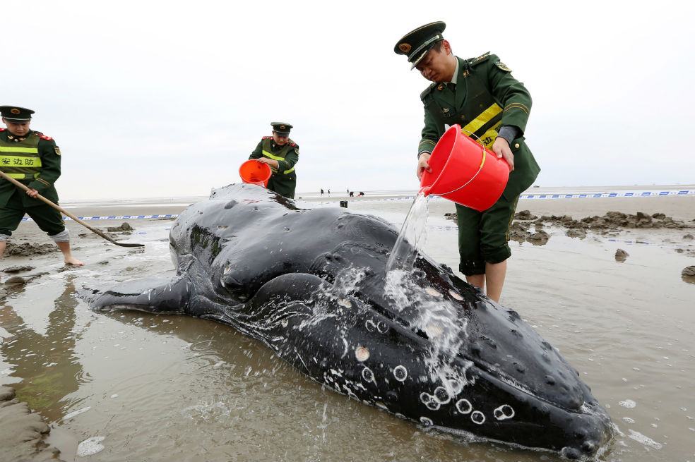 Muere una ballena tras quedar varada tres días consecutivos en la costa china