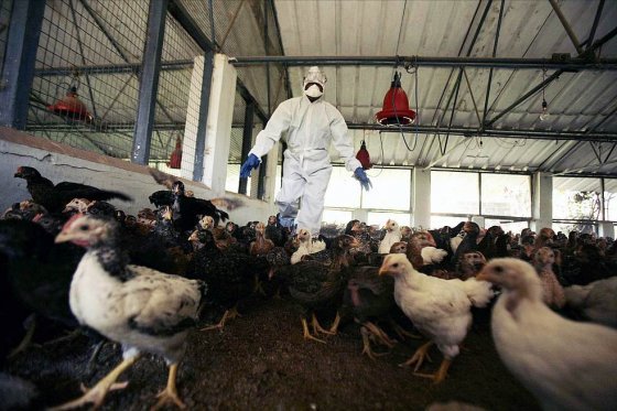Sigue en aumento cifra de muertos por gripe aviar en China