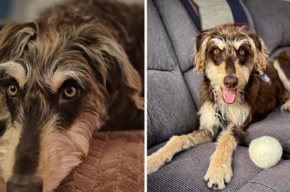 Lo adoptaron sin saber qué esperar, y su transformación dejó a todos sin palabras