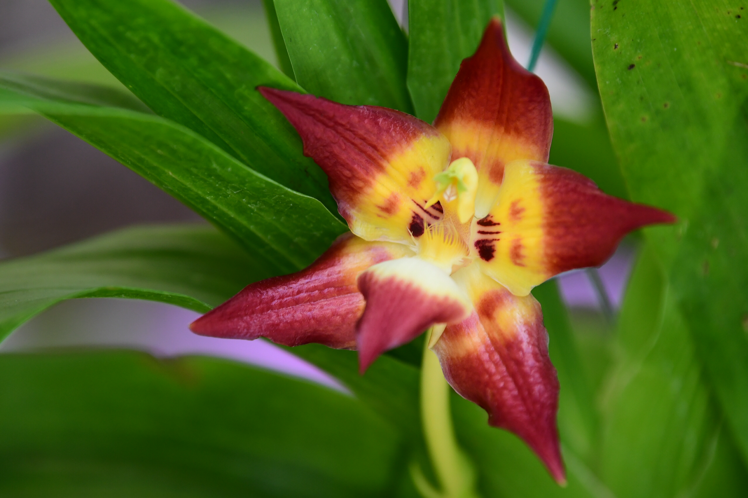 Boris Stefan Villanueva, coordinador de colecciones del Jardín Botánico de Bogotá, contó que el director del Herbario de Harvard, “mencionaba que en Colombia no hemos podido terminar la lista de especies de orquídeas porque cada vez salen más. Según él, en el país hay más de 4.000 especies, convirtiendo a Colombia en el país que tiene más cantidad de plantas en el mundo”.