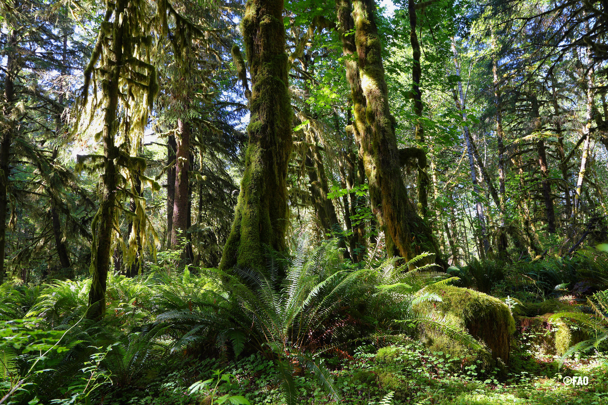 En el país se desarrollan diferentes proyectos de conservación y restauración ambiental.