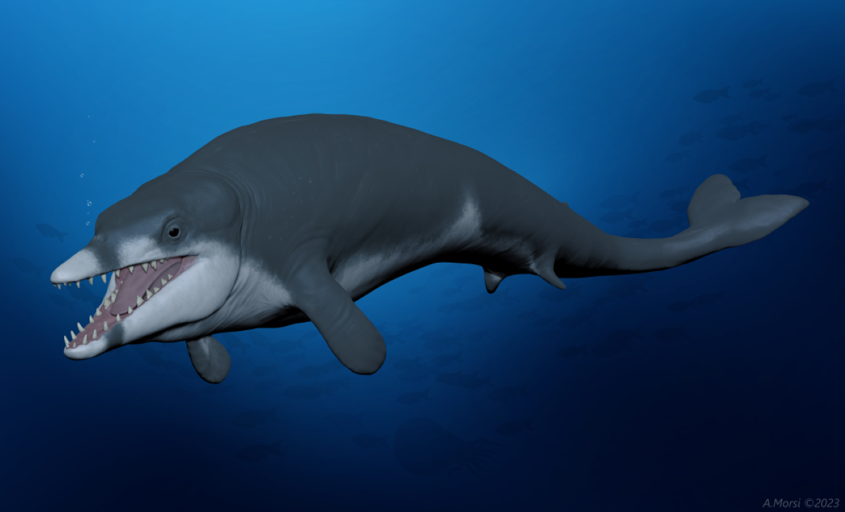 Descubren el fósil de una de las ballenas más pequeñas y antiguas de África