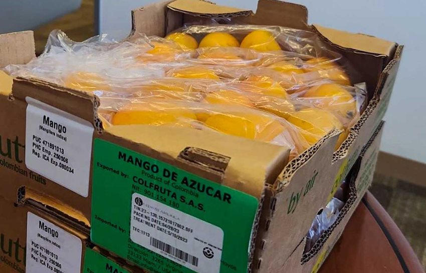 El mango puede tener la llave para crecer exportaciones agroindustriales a EE. UU.
