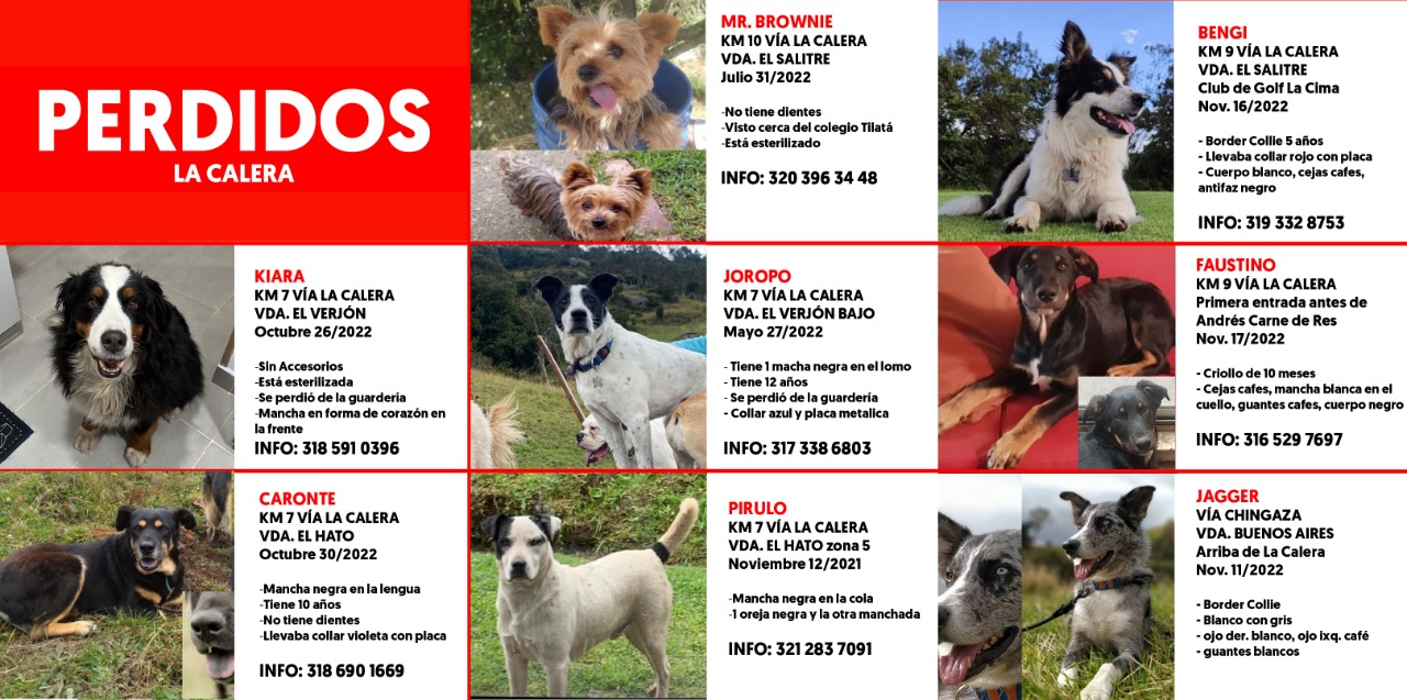 Dueños de mascotas en La Calera preocupados por múltiples desapariciones