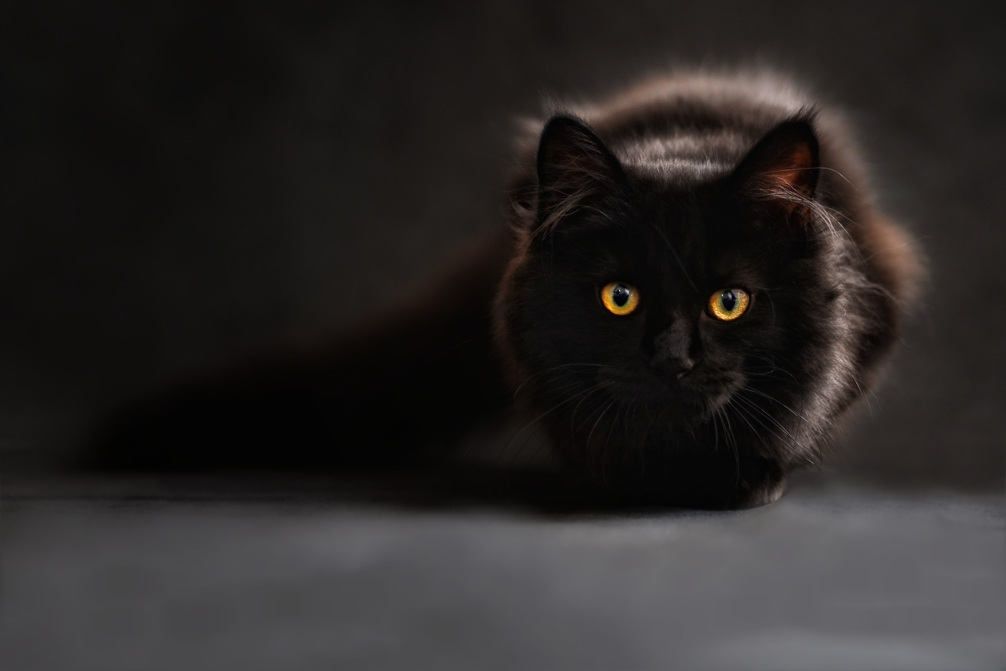 Gatos negros: curiosidades, características y datos de estos felinos