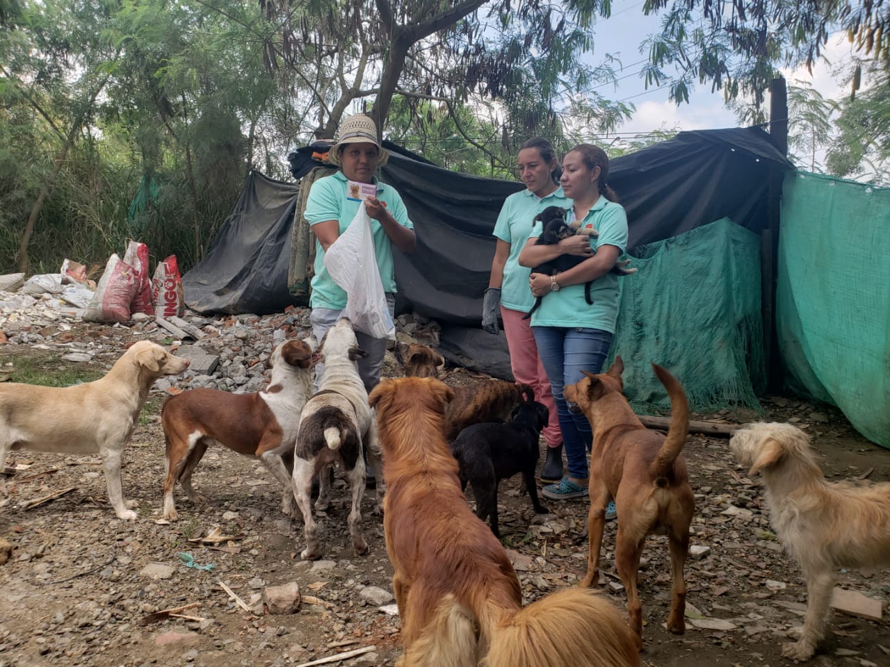 La situación de los animales que han sufrido por actos sexuales en Colombia