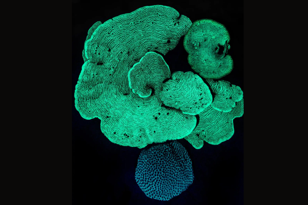 Categoría Recuperando la naturaleza:
Nicolás Marín Benítez tomó una imagen de un arrecife de coral nocturno en Aruba. Allí retrata un fenómeno conocido como la bioluminiscencia.