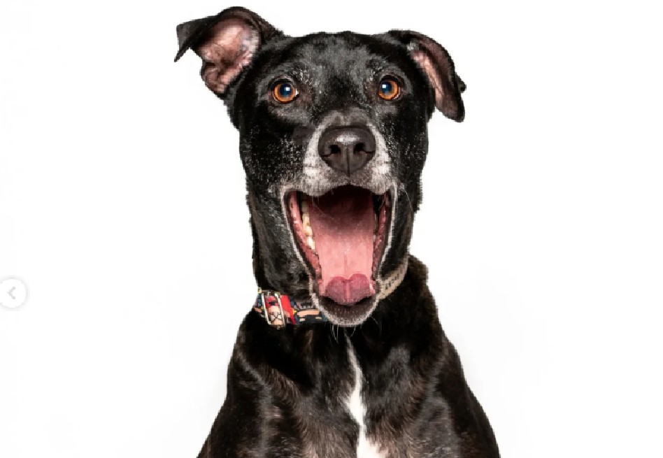 Rechazan a Lilo por su color: la historia del perrito negro que nadie quiere
