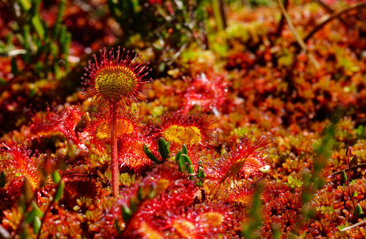 Drosera o rocío de sol: cómo cuidar una de las plantas carnívoras más letales