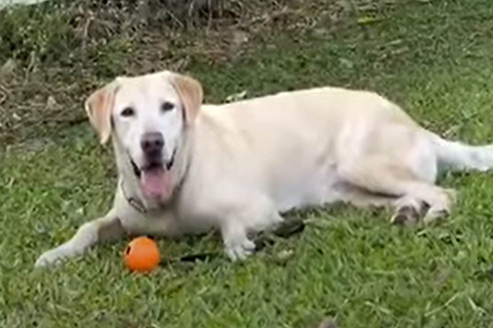 Héroe: perrito se encarga de ayudar a las víctimas del terremoto de Taiwán
