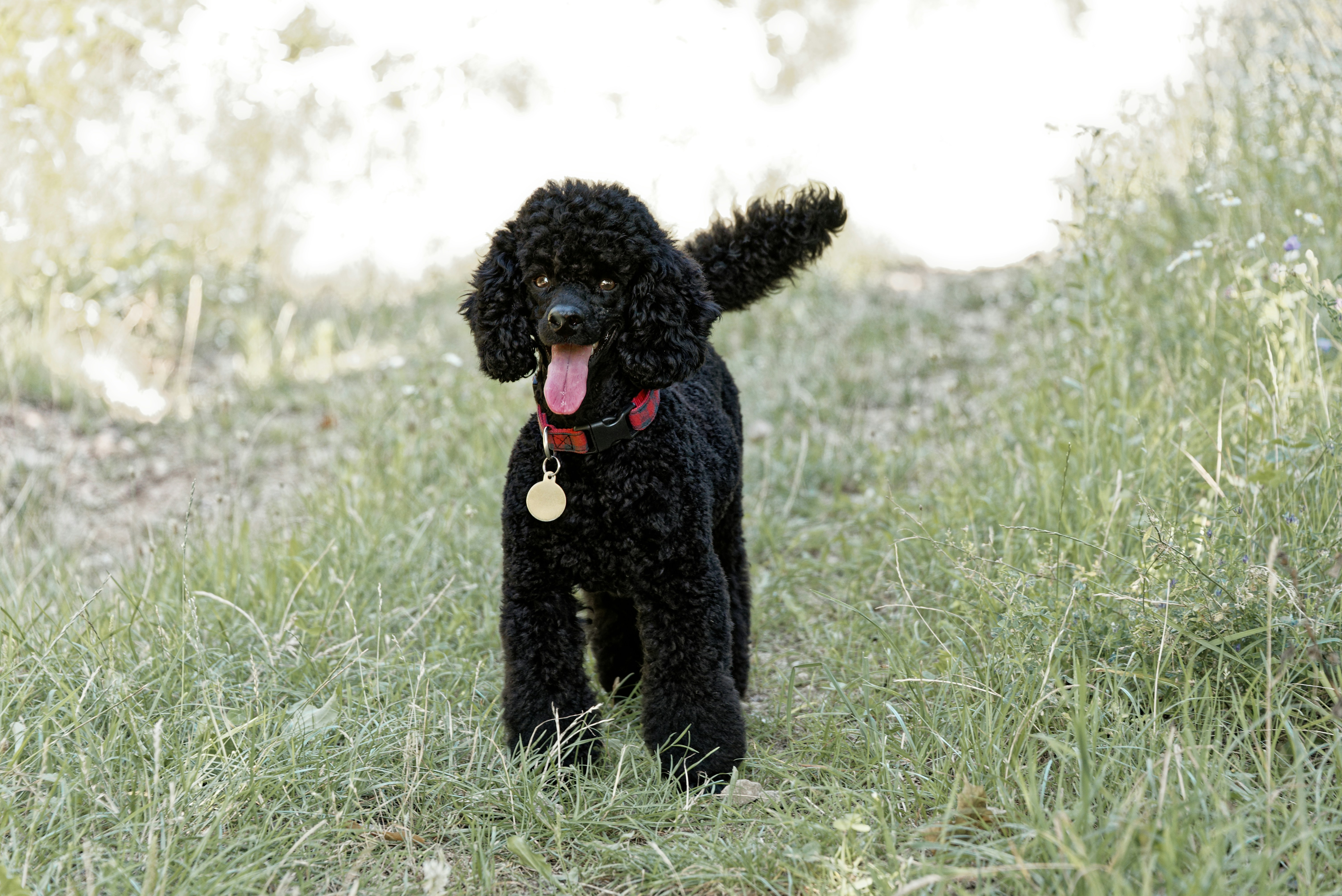 Los french poodle suelen tener pelaje crespo y puede crecer mucho. Por ello, se pueden adaptar diferentes looks y peinados.