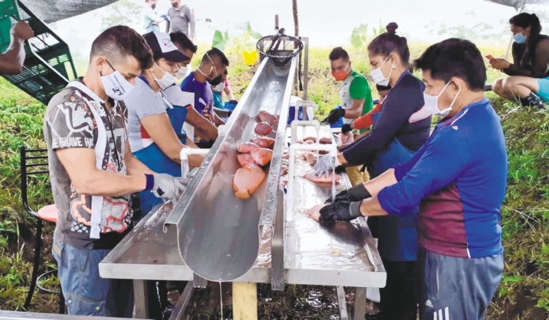 Exguerrilleros del Putumayo: produciendo tilapia y esquivando balas