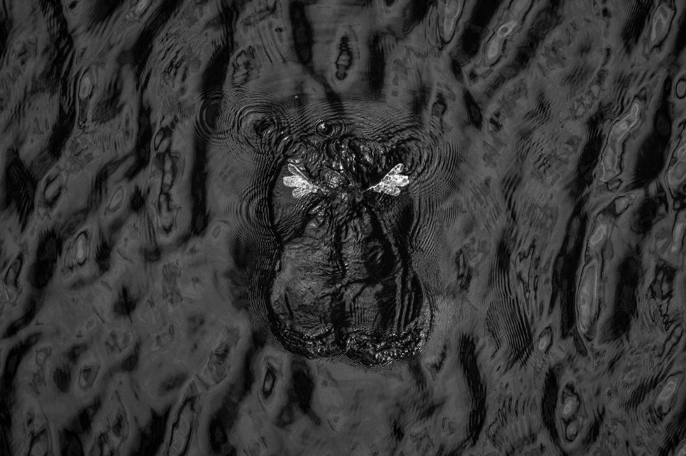 En Blanco y Negro: David Stowe, con su imagen 'Impresión de hipopótamo', fue el ganador.