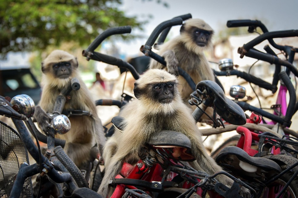 La carrera: En la ciudad de Hampi, India, una bandada de langures se subió a estas bicicletas.