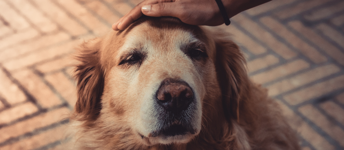 ¿Qué no pueden comer los perros? Lista de alimentos peligrosos para su peludo