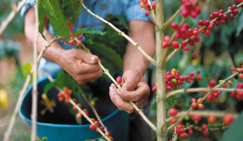 Viotá: de zona de  guerra a paraíso cafetero