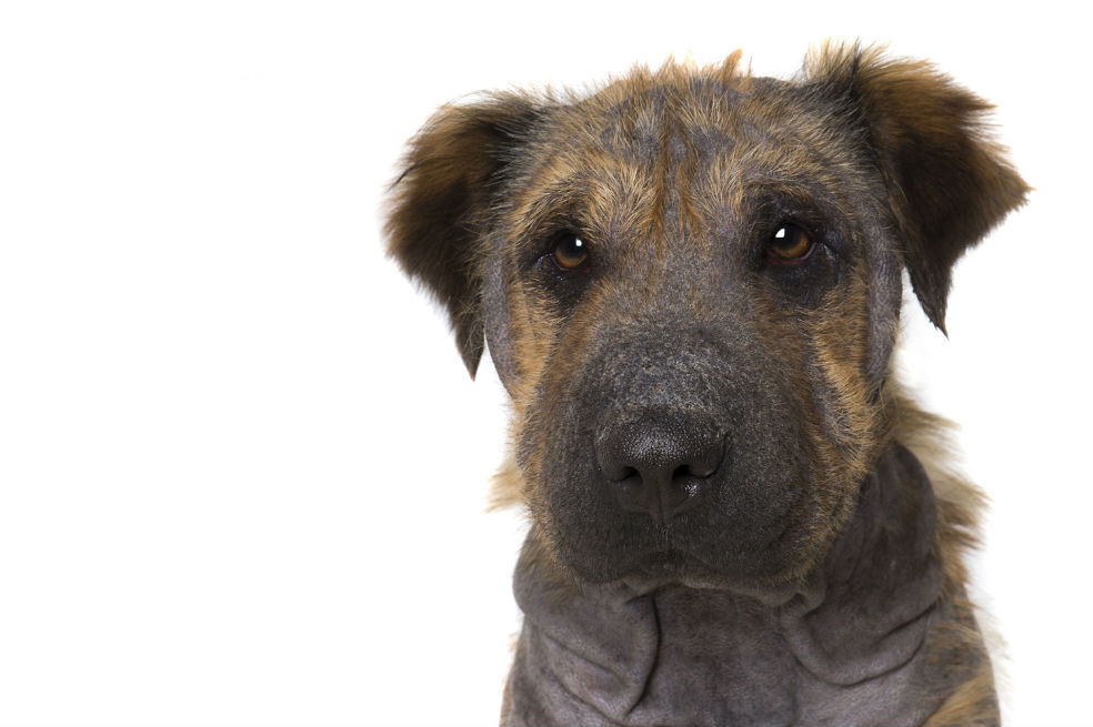 Perros olvidan sus discapacidades frente a la cámara