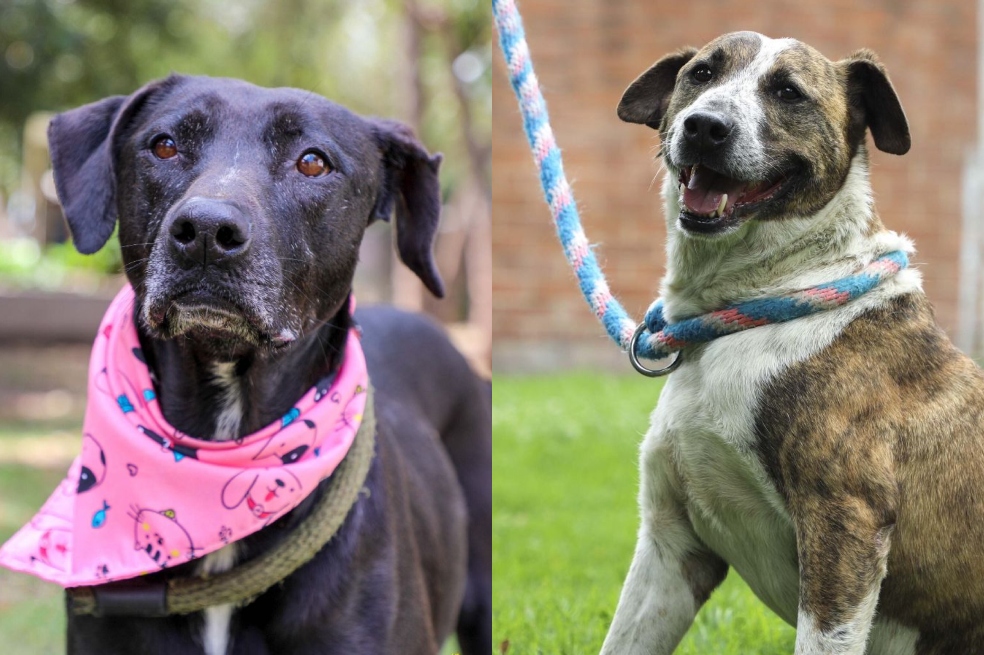 Catira y Rocky Bar: los perritos que llevan 4 años esperando un hogar en Bogotá