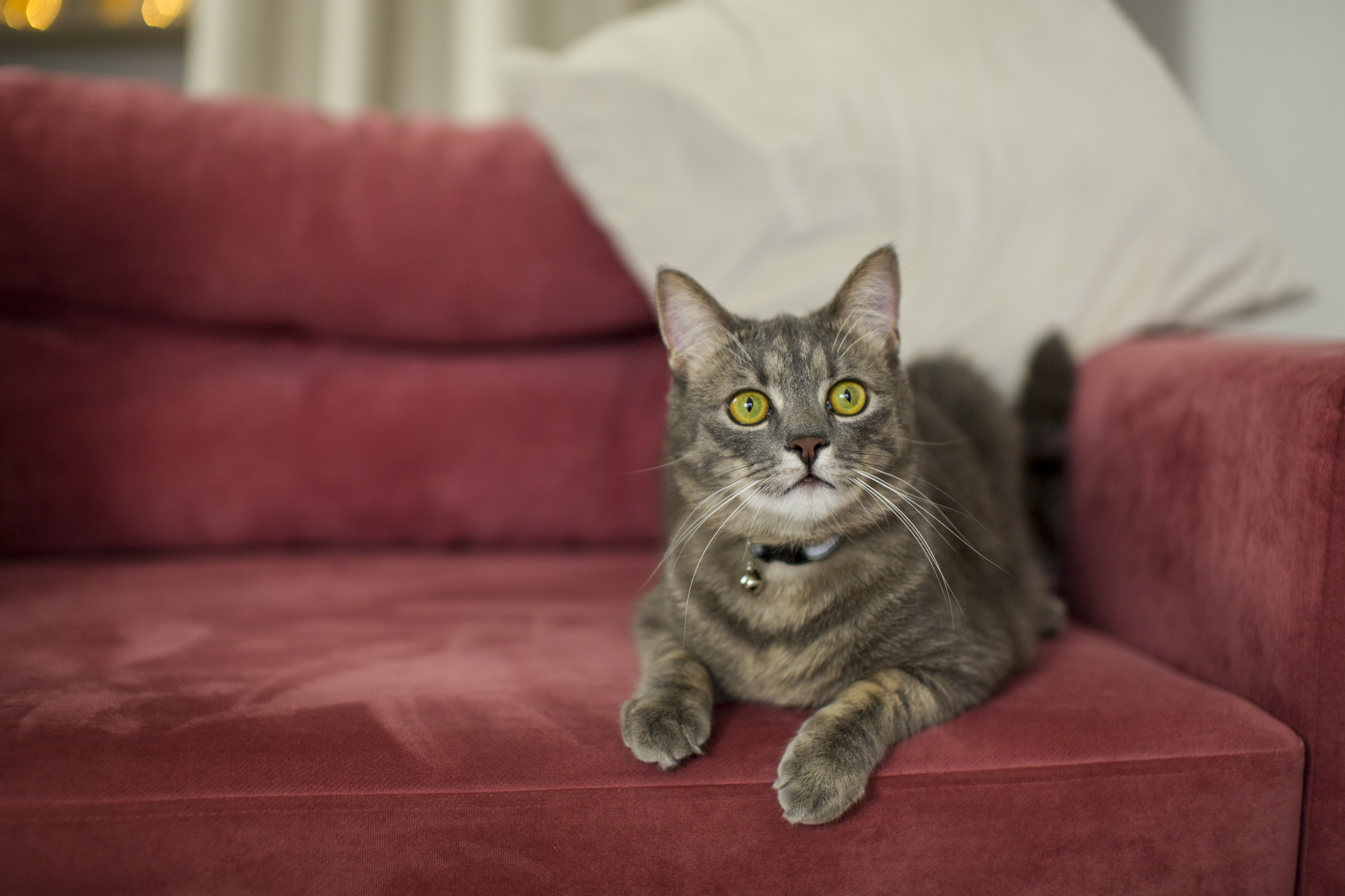 ¿Cree que entiende a su gato cuando maúlla? Quizá está muy equivocado