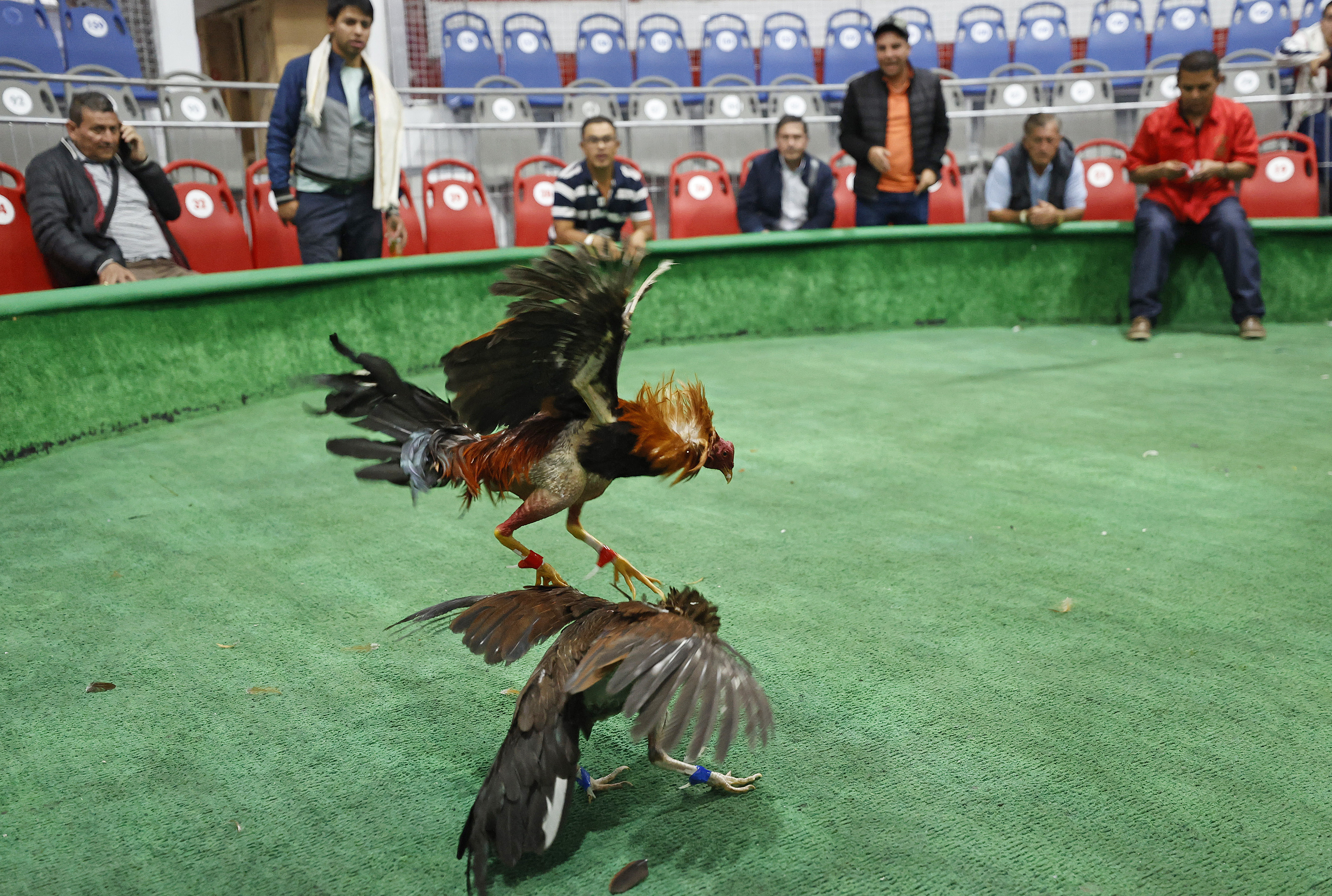 ACOMPAÑA CRÓNICA: COLOMBIA ANIMALES. BOG300. BOGOTÁ (COLOMBIA), 02/11/2022.- Dos gallos pelean, el 21 de octubre de 2022, en Bogotá (Colombia). En la pizarra de la entrada, con una caligrafía casi perfecta, los dueños de la gallera van anotando los rivales de la noche: los gallos no tienen nombre, no es relevante, pero sí lo es el peso y el tamaño para enfrentarlos en "condiciones justas" en un espectáculo que ha quedado atrapado en el tiempo en Colombia.EFE/ Mauricio Dueñas Castañeda
