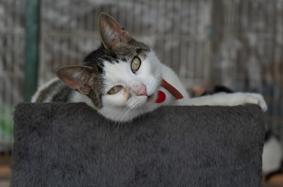 ¿Qué es un gato arcoiris y por qué llega para transformar un hogar?