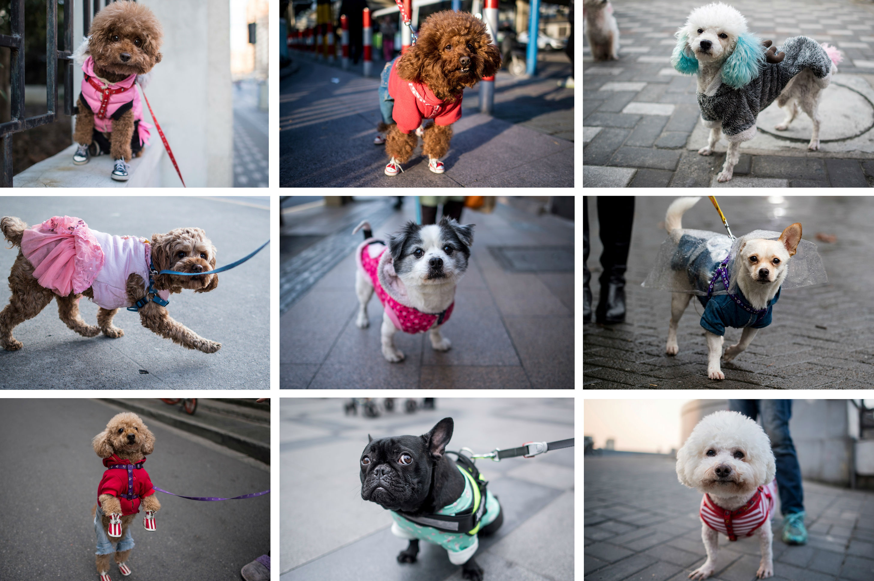 ¿Le gusta vestir a su perro? Esto es lo nuevo en moda canina en China