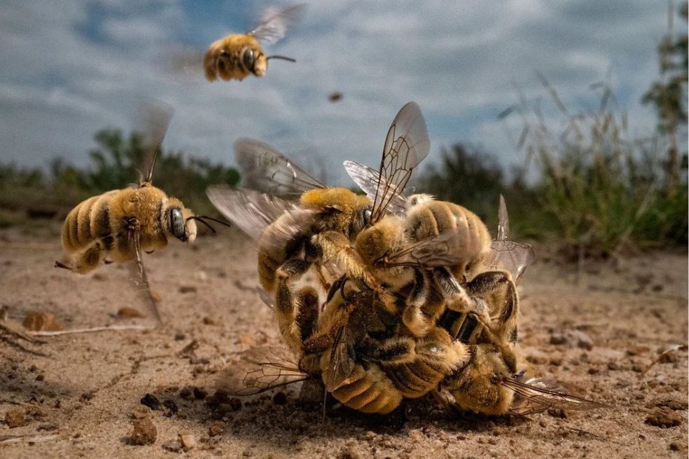 Galería: estos son las fotos ganadoras del concurso “Big Picture Natural World”
