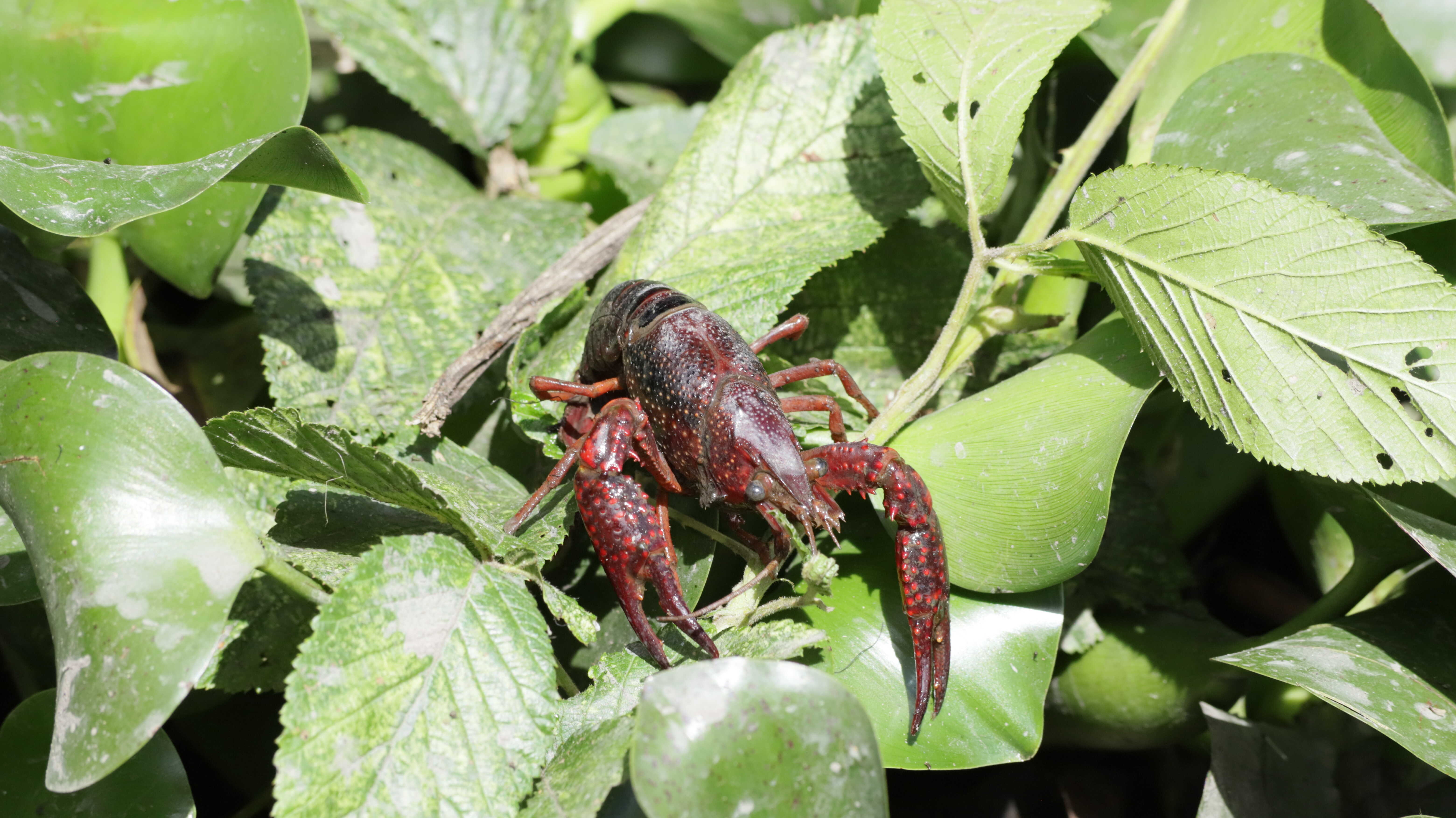 Alerta en Bogotá por presencia de langostilla de río, especie invasora peligrosa