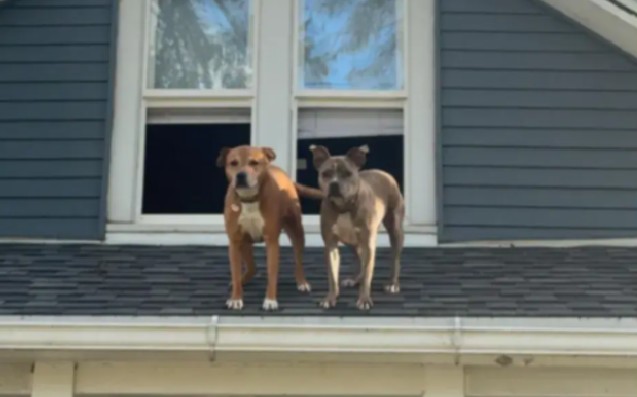 Mujer regresa a casa y encuentra a sus perros en un lugar inesperado: el techo