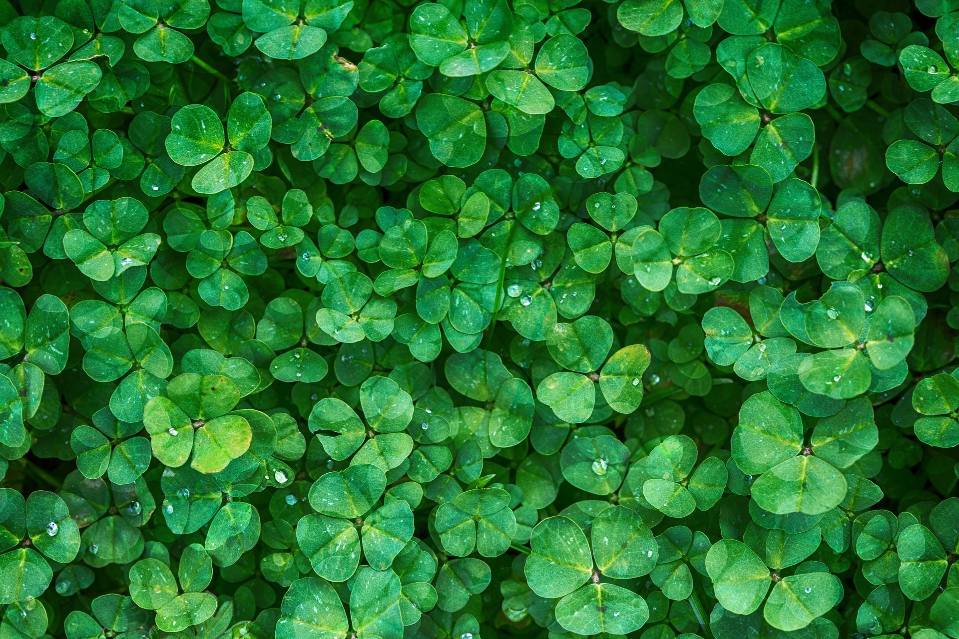 Más allá de la buena suerte: lo que significa el trébol para las plantas