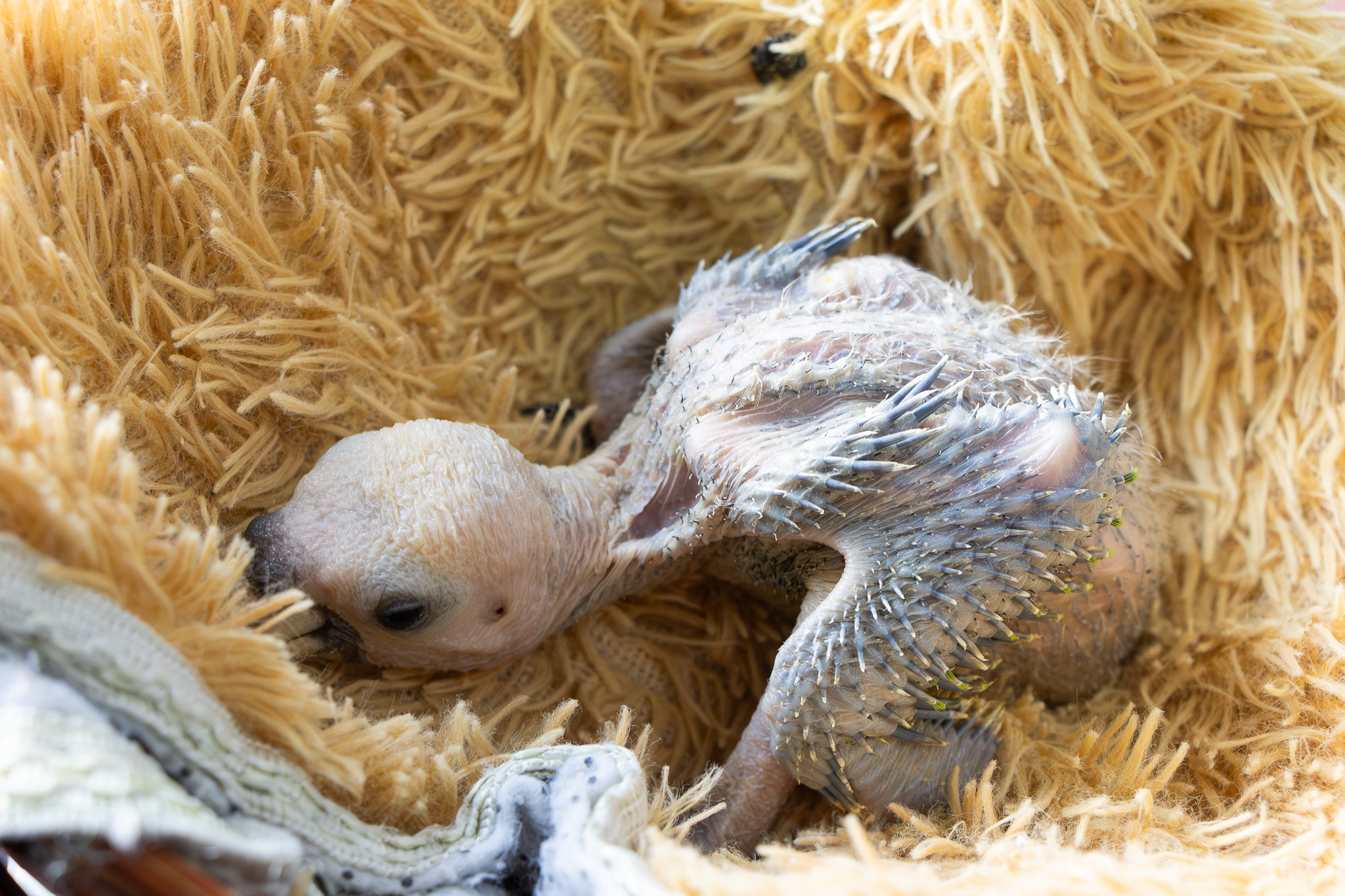 Loros decomisados
