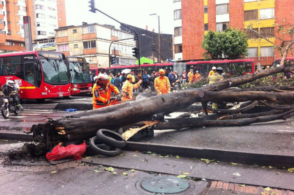 Caída de un árbol paraliza movilidad en la troncal Caracas