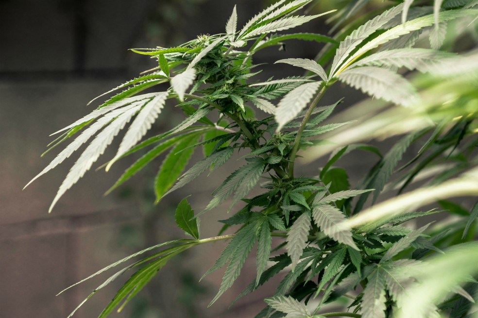 Los mayores de 50 años también fuman marihuana: su consumo crece en EE.UU.