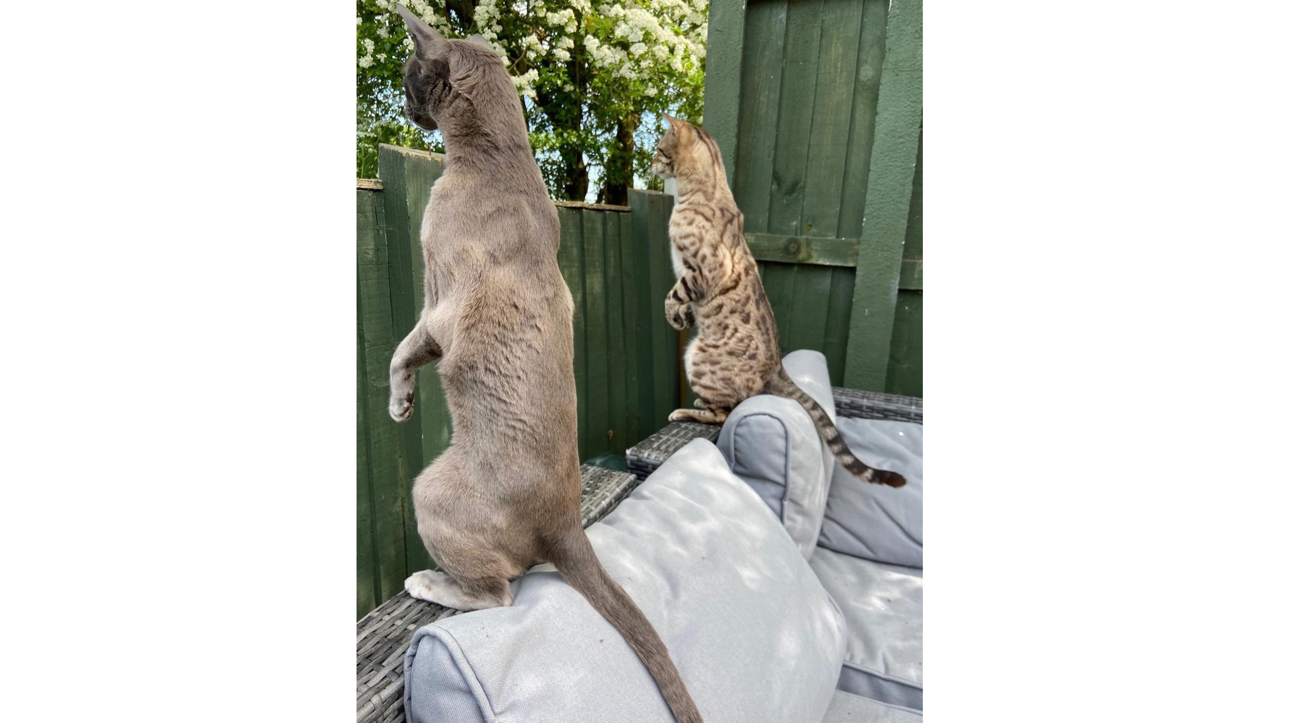Fotos graciosas de animales