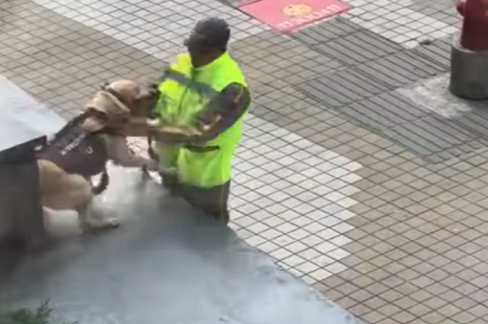 Perro jugando