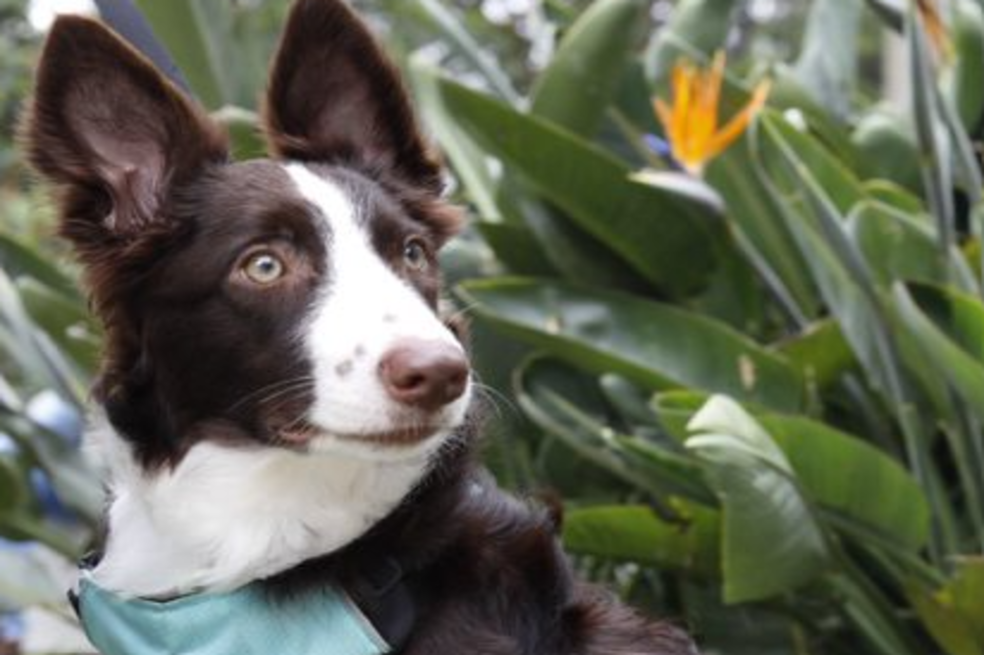 Moka, el primer animal al que le realizan una valvuloplastia pulmonar en Colombia