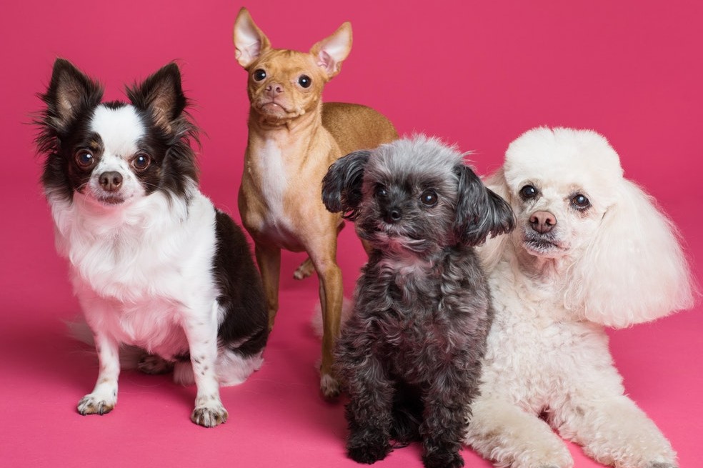 Día mundial del perro: 9 consejos para cuidar al mejor amigo del ser humano