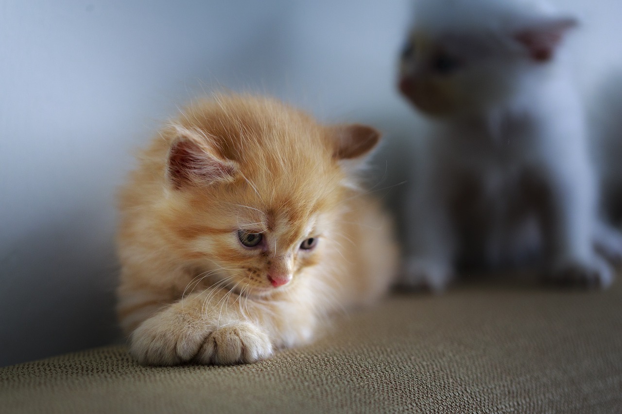 hemobartonelosis felina