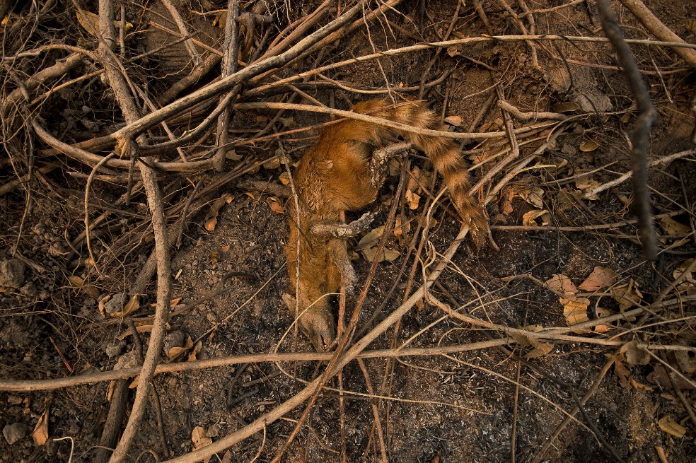 Brasil, en estado de calamidad por incendios en el humedal más grande del planeta